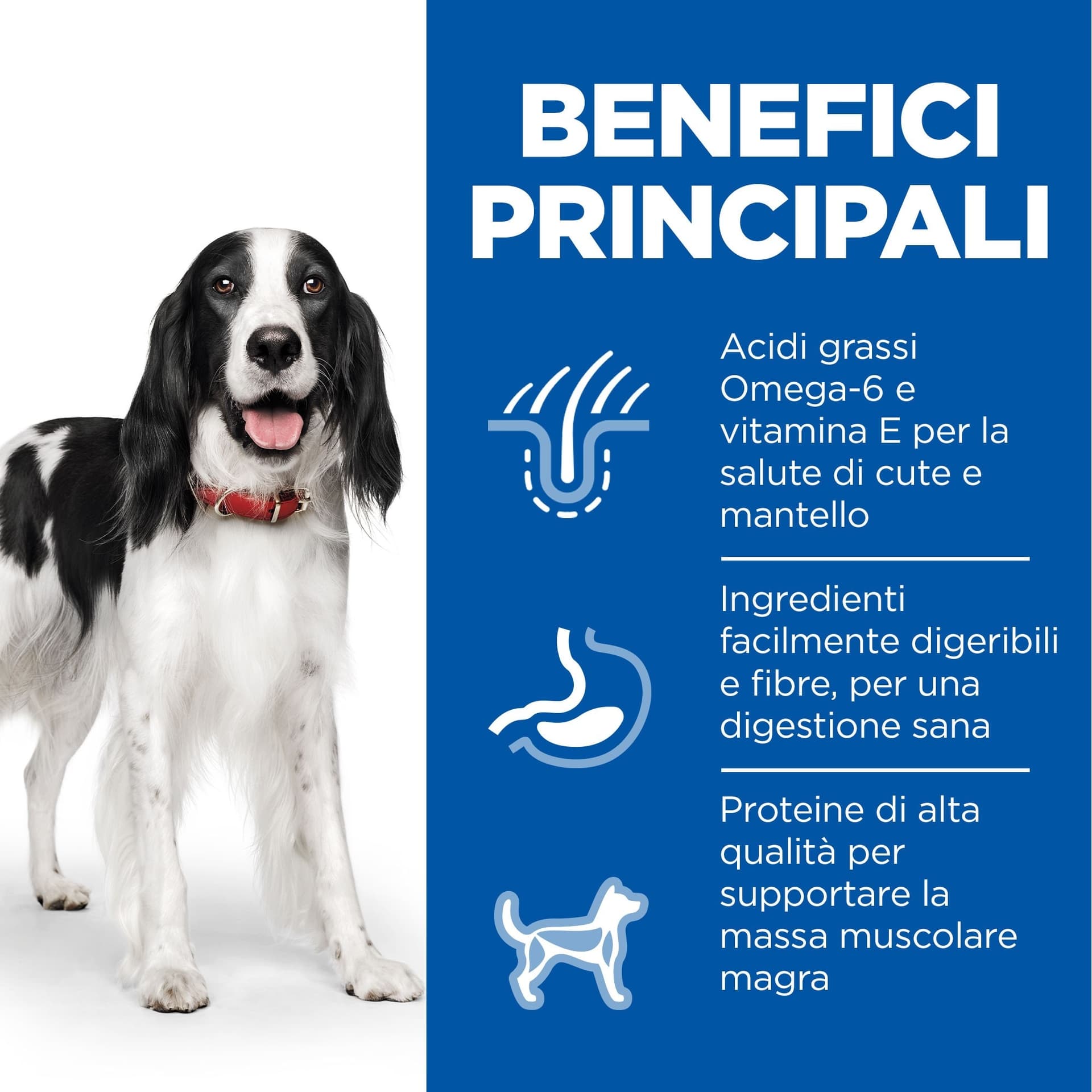 Hill's Mantenimento umido Cani Adulti manzo 370 gr in Secco 101 Market - Poggibonsi, commercioVirtuoso.it