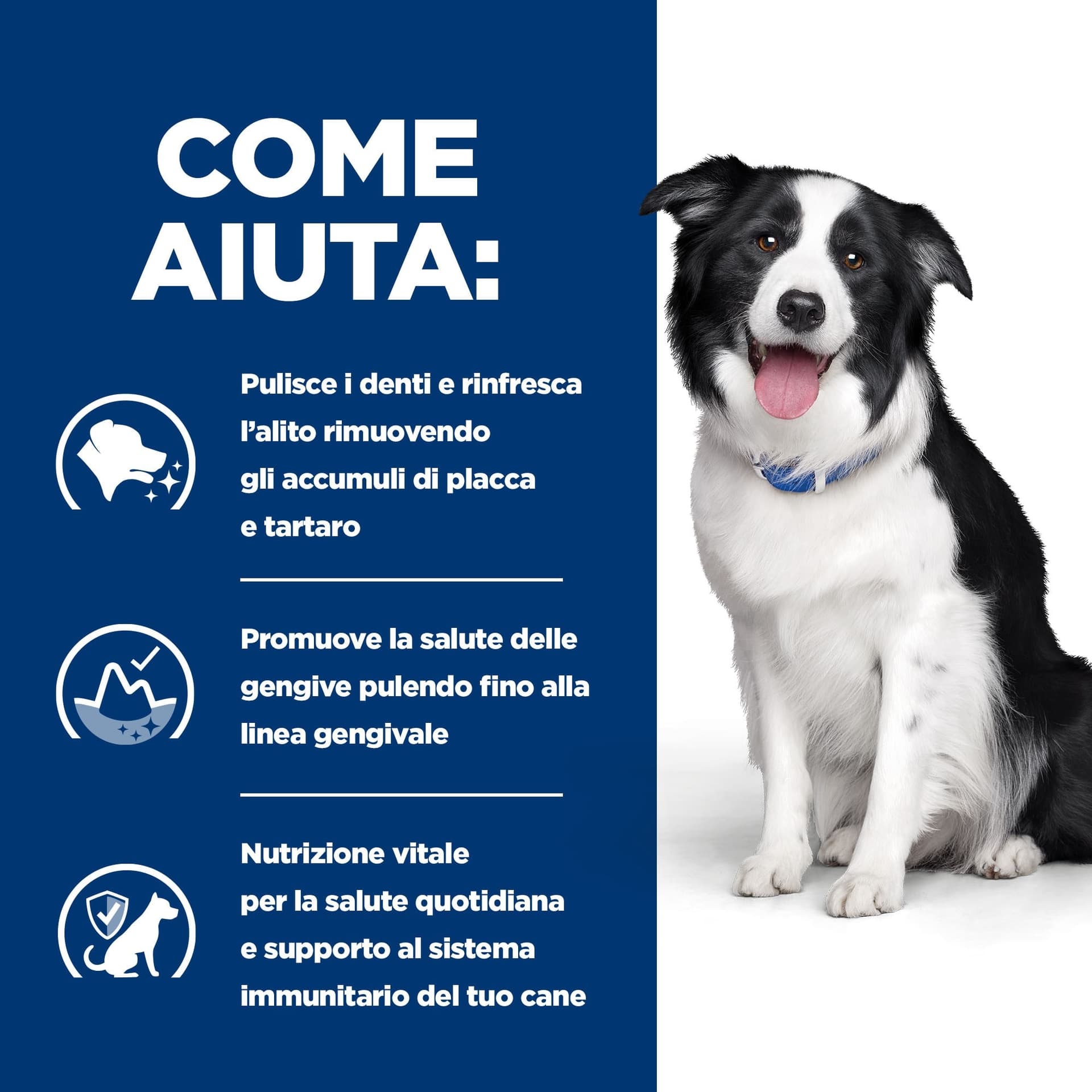 Hill's Prescription Diet Dental Care secco Cani Adulti pollo 4 kg in Secco 101 Market - Poggibonsi, commercioVirtuoso.it