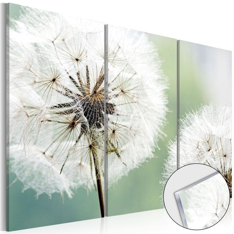 Quadri su vetro acrilico Fluffy Dandelions [Glass] in Poster e stampe Collezione Casa - Trebisacce, commercioVirtuoso.it