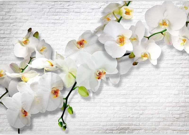 Carta da parati orchidea selvaggia in Carta da parati Collezione Casa - Trebisacce, commercioVirtuoso.it