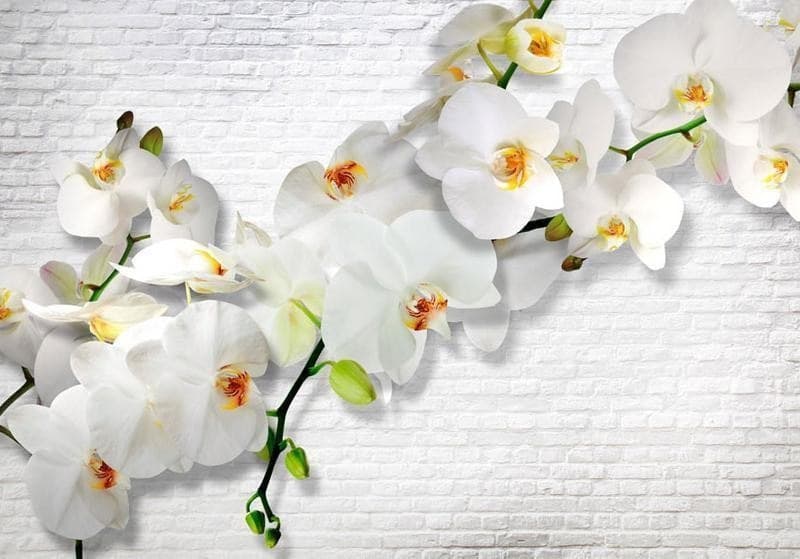 Carta da parati orchidea selvaggia in Carta da parati Collezione Casa - Trebisacce, commercioVirtuoso.it