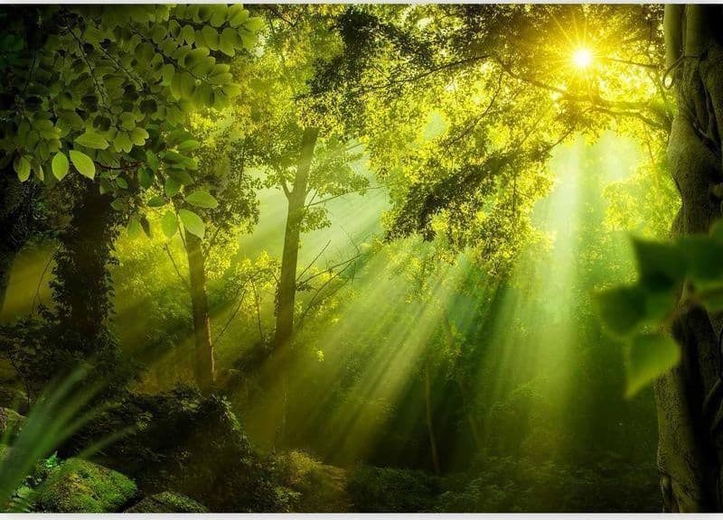 Fotomurale Nella foresta misteriosa in Carta da parati Collezione Casa - Trebisacce, commercioVirtuoso.it