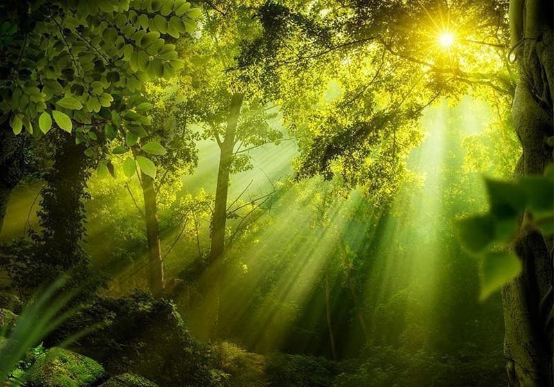 Fotomurale Nella foresta misteriosa in Carta da parati Collezione Casa - Trebisacce, commercioVirtuoso.it