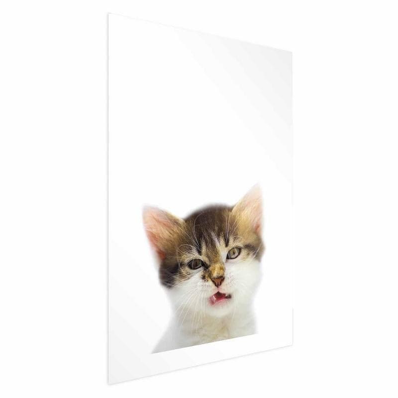 Poster - Annoyed Cat in Poster e stampe Collezione Casa - Trebisacce, commercioVirtuoso.it