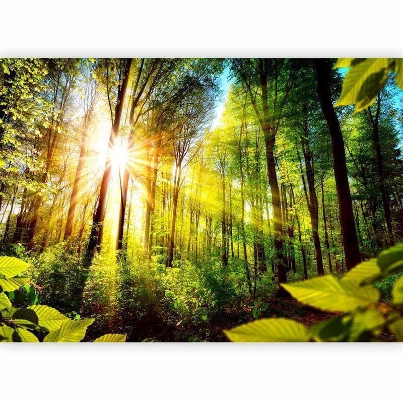 Fotomurale Forest Hideout in Carta da parati Collezione Casa - Trebisacce, commercioVirtuoso.it