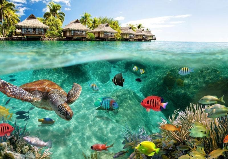 Fotomurale Sotto la superficie dell'acqua in Carta da parati Collezione Casa - Trebisacce, commercioVirtuoso.it