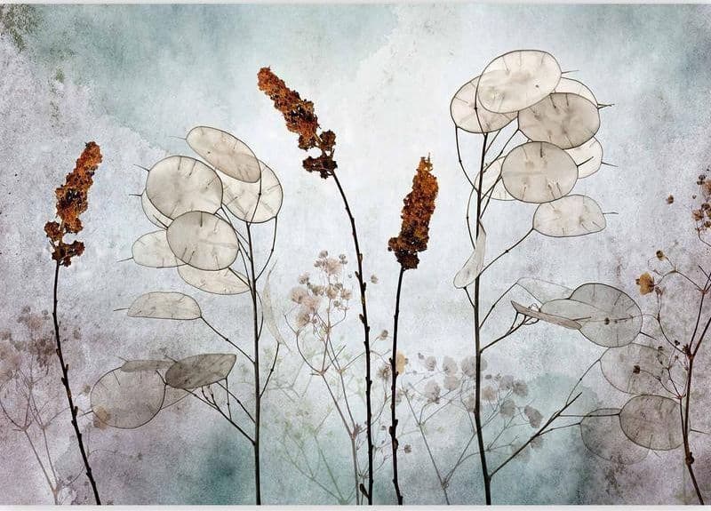 Fotomurale Lunaria in the Meadow in Carta da parati Collezione Casa - Trebisacce, commercioVirtuoso.it