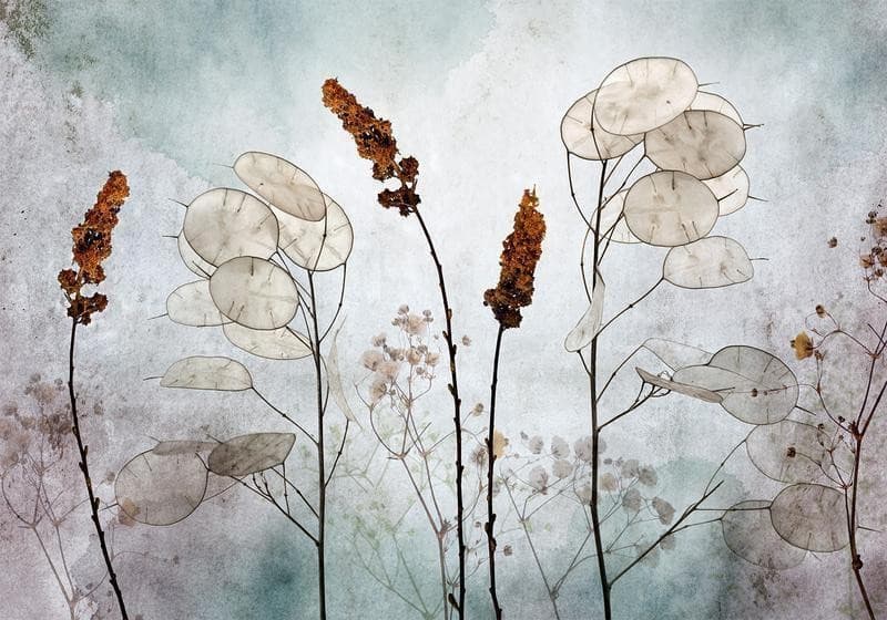 Fotomurale Lunaria in the Meadow in Carta da parati Collezione Casa - Trebisacce, commercioVirtuoso.it