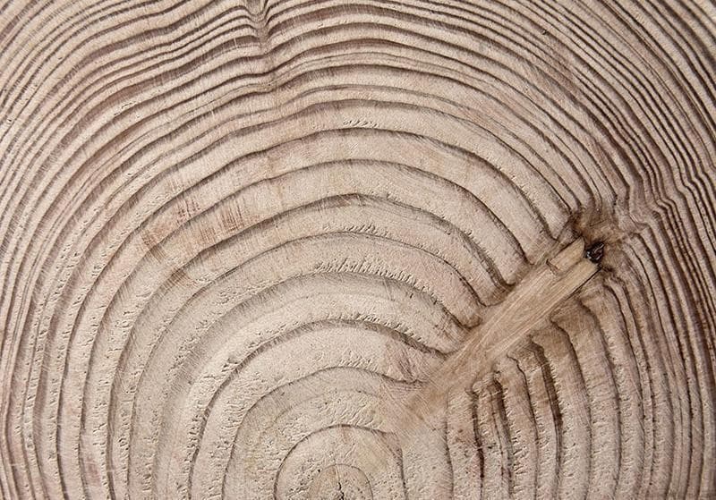 Fotomurale Cerchio d'albero in Carta da parati Collezione Casa - Trebisacce, commercioVirtuoso.it