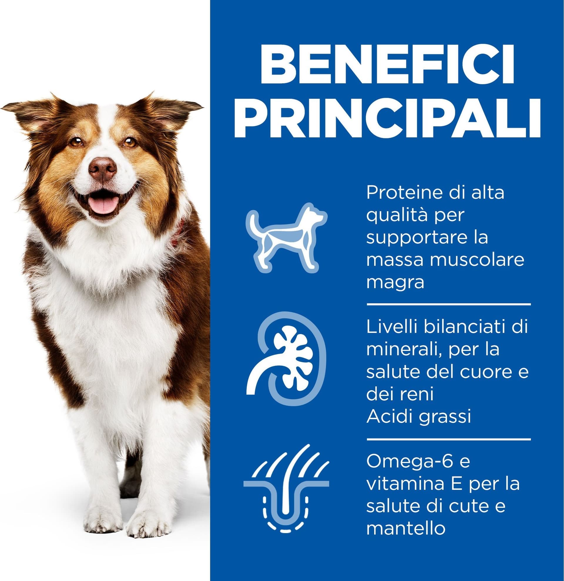 Hill's Mantenimento secco Cani Mature Medium pollo in Secco 101 Market - Poggibonsi, commercioVirtuoso.it