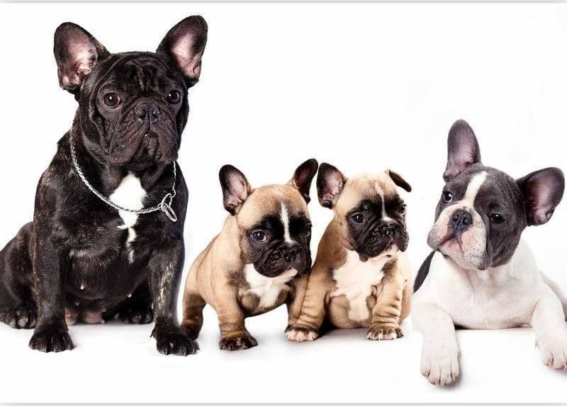 Carta da Parati Cani di Razza French in Carta da parati Collezione Casa - Trebisacce, commercioVirtuoso.it