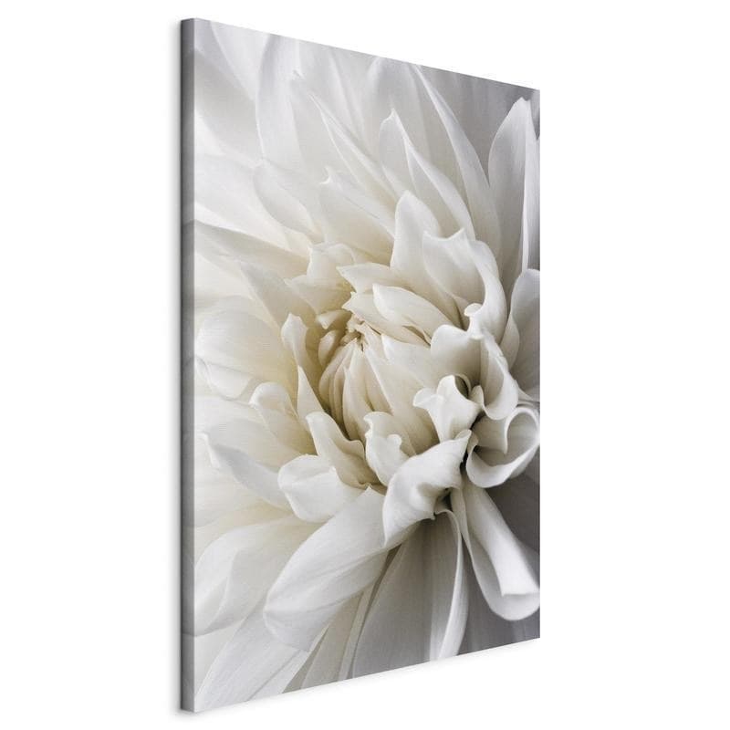 Quadro White Dahlia in Poster e stampe Collezione Casa - Trebisacce, commercioVirtuoso.it