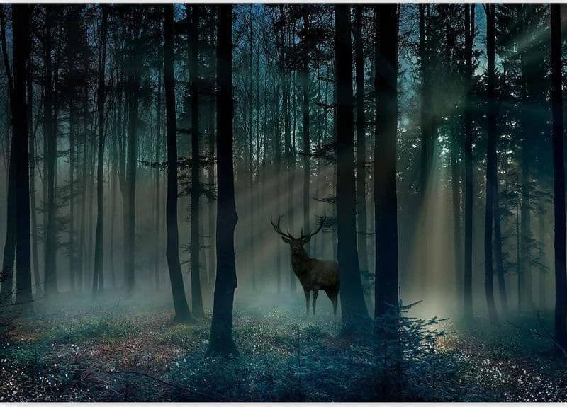 Fotomurale Mystical Forest Third Variant in Carta da parati Collezione Casa - Trebisacce, commercioVirtuoso.it