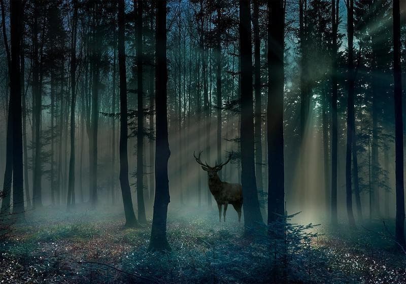 Fotomurale Mystical Forest Third Variant in Carta da parati Collezione Casa - Trebisacce, commercioVirtuoso.it