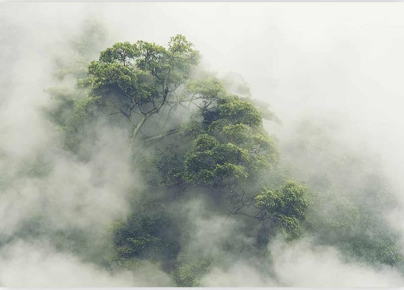 Fotomurale Foggy Amazon in Carta da parati Collezione Casa - Trebisacce, commercioVirtuoso.it