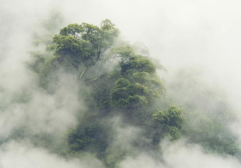 Fotomurale Foggy Amazon in Carta da parati Collezione Casa - Trebisacce, commercioVirtuoso.it