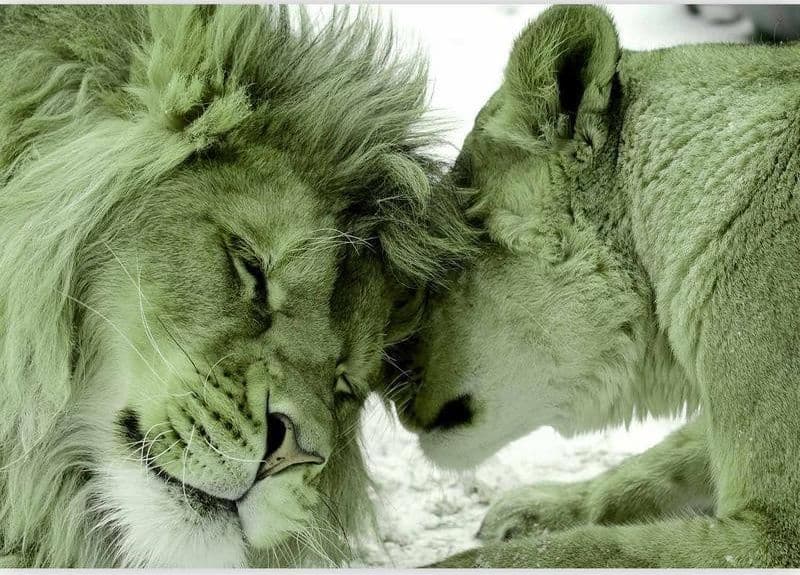 Carta da Parati Lion Tenderness Verde in Carta da parati Collezione Casa - Trebisacce, commercioVirtuoso.it