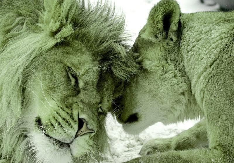 Carta da Parati Lion Tenderness Verde in Carta da parati Collezione Casa - Trebisacce, commercioVirtuoso.it