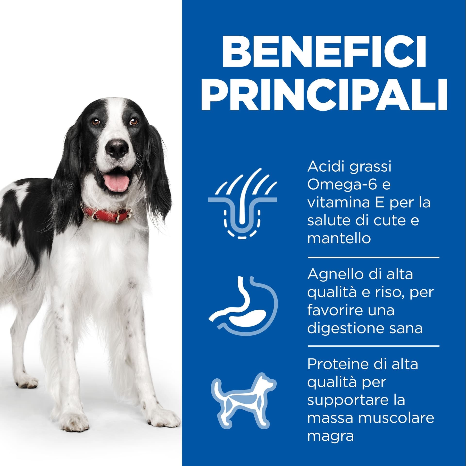 Hill's Mantenimento secco Cani Adulti Medium agnello e riso in Secco 101 Market - Poggibonsi, commercioVirtuoso.it