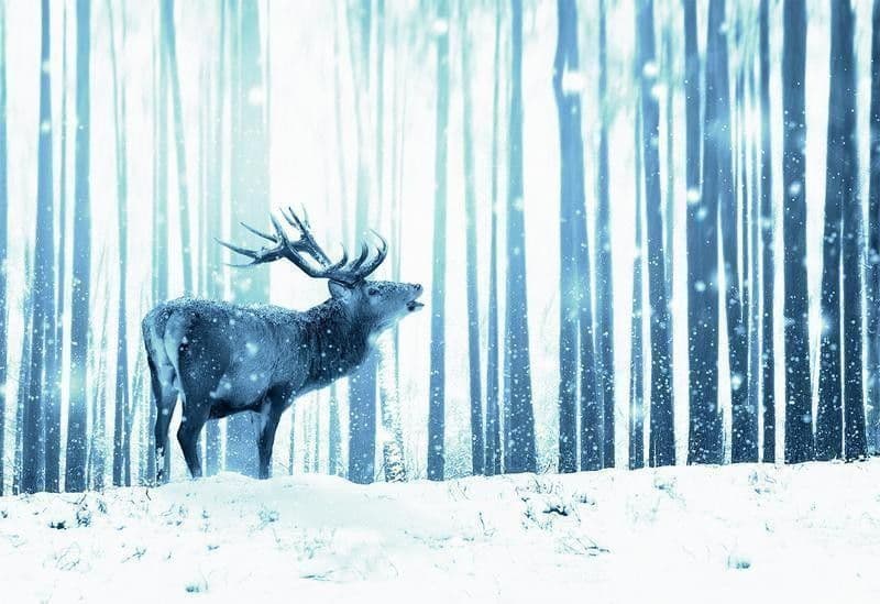 Carta da Parati Deer in the Snow Blue in Carta da parati Collezione Casa - Trebisacce, commercioVirtuoso.it