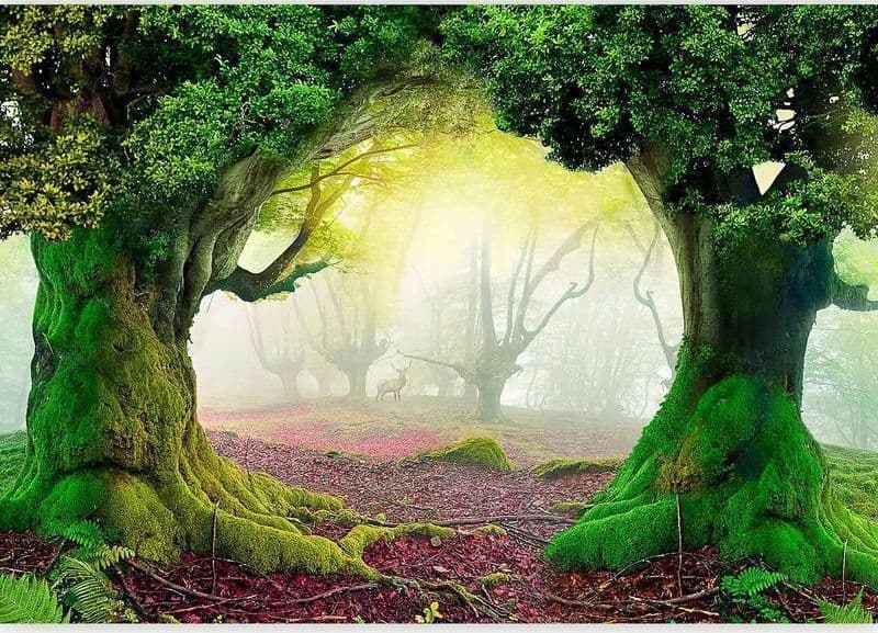 Fotomurale La Foresta incantata in Carta da parati Collezione Casa - Trebisacce, commercioVirtuoso.it