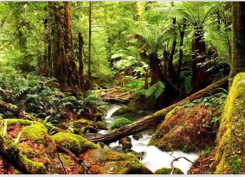 Fotomurale Forest Brook in Carta da parati Collezione Casa - Trebisacce, commercioVirtuoso.it