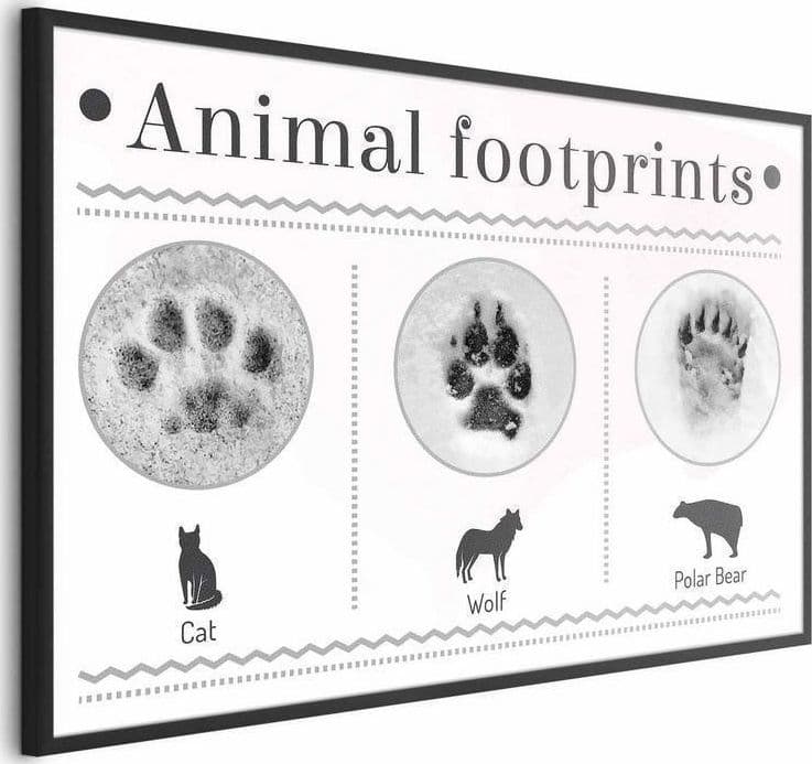 Poster - Paw Prints in Poster e stampe Collezione Casa - Trebisacce, commercioVirtuoso.it