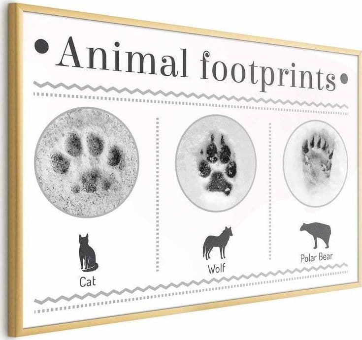 Poster - Paw Prints in Poster e stampe Collezione Casa - Trebisacce, commercioVirtuoso.it