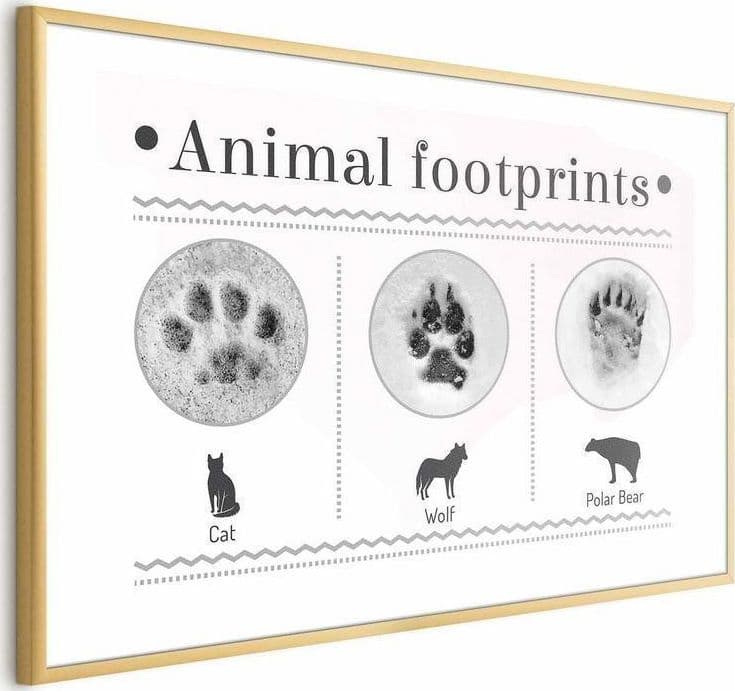 Poster - Paw Prints in Poster e stampe Collezione Casa - Trebisacce, commercioVirtuoso.it