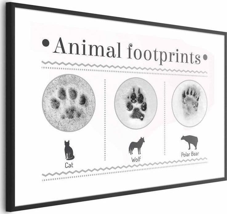 Poster - Paw Prints in Poster e stampe Collezione Casa - Trebisacce, commercioVirtuoso.it