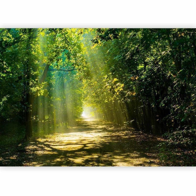 Fotomurale Road in Sunlight in Carta da parati Collezione Casa - Trebisacce, commercioVirtuoso.it