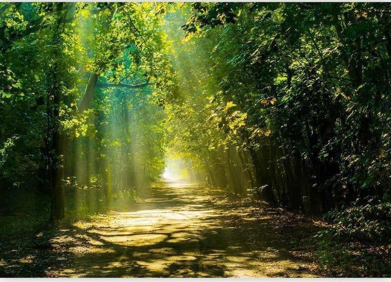 Fotomurale Road in Sunlight in Carta da parati Collezione Casa - Trebisacce, commercioVirtuoso.it