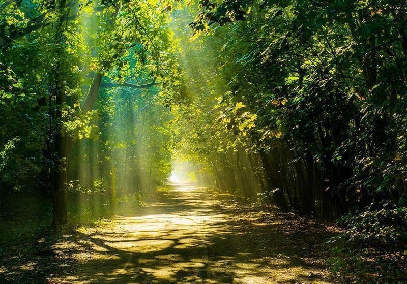 Fotomurale Road in Sunlight in Carta da parati Collezione Casa - Trebisacce, commercioVirtuoso.it