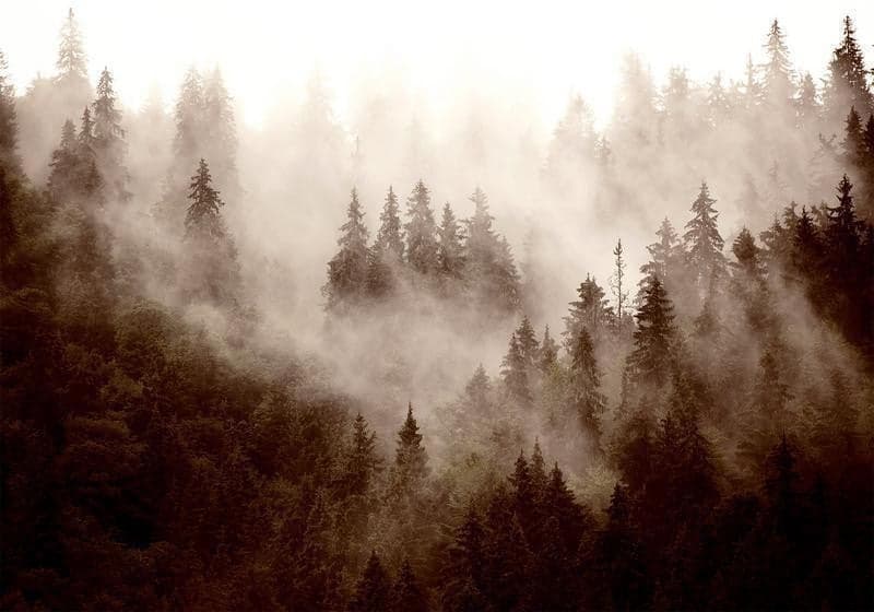 Fotomurale Mountain Forest (Sepia) in Carta da parati Collezione Casa - Trebisacce, commercioVirtuoso.it