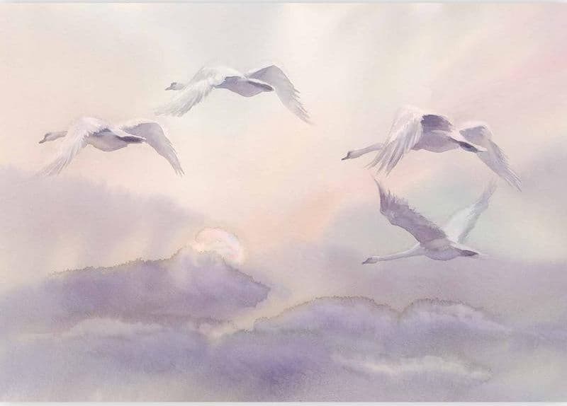 Fotomurale cigni in volo nel cielo viola in Carta da parati Collezione Casa - Trebisacce, commercioVirtuoso.it