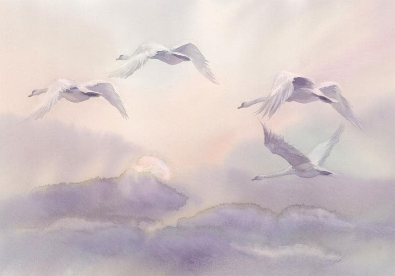 Fotomurale cigni in volo nel cielo viola in Carta da parati Collezione Casa - Trebisacce, commercioVirtuoso.it
