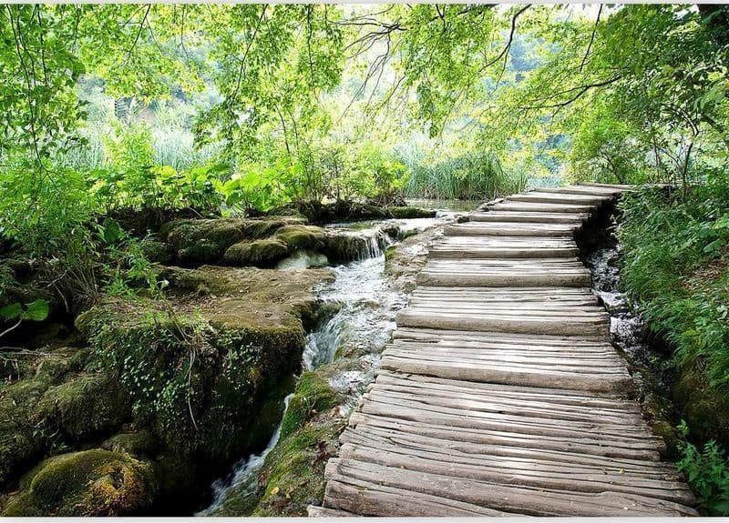 Fotomurale Sentiero nel bosco in Carta da parati Collezione Casa - Trebisacce, commercioVirtuoso.it