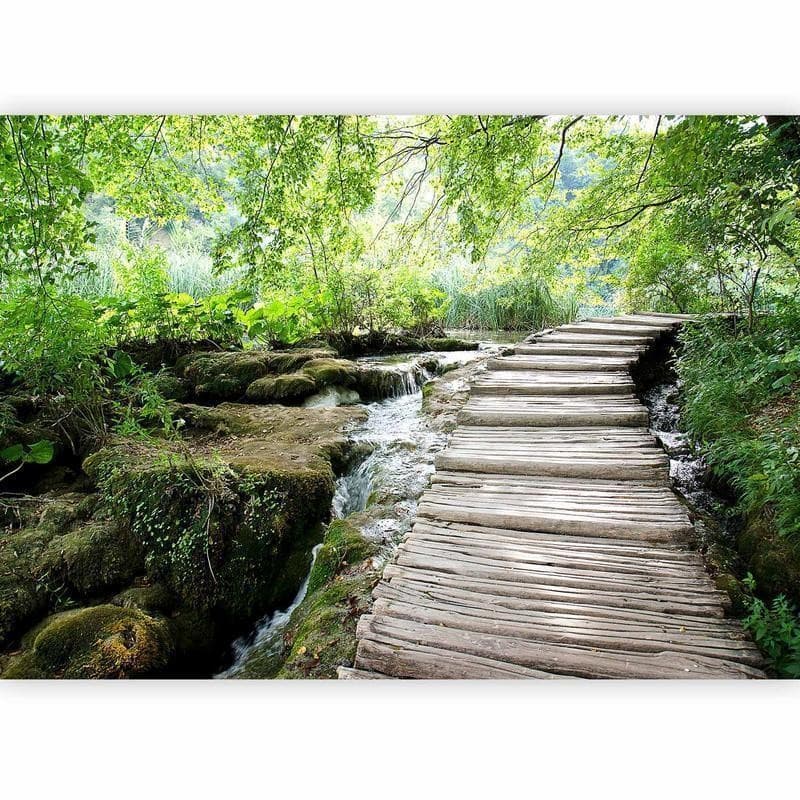 Fotomurale Sentiero nel bosco in Carta da parati Collezione Casa - Trebisacce, commercioVirtuoso.it