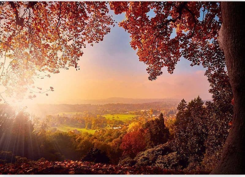 Fotomurale Autumn Delight in Carta da parati Collezione Casa - Trebisacce, commercioVirtuoso.it
