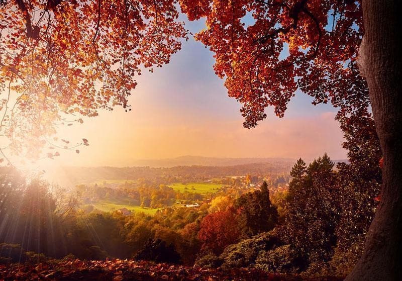 Fotomurale Autumn Delight in Carta da parati Collezione Casa - Trebisacce, commercioVirtuoso.it