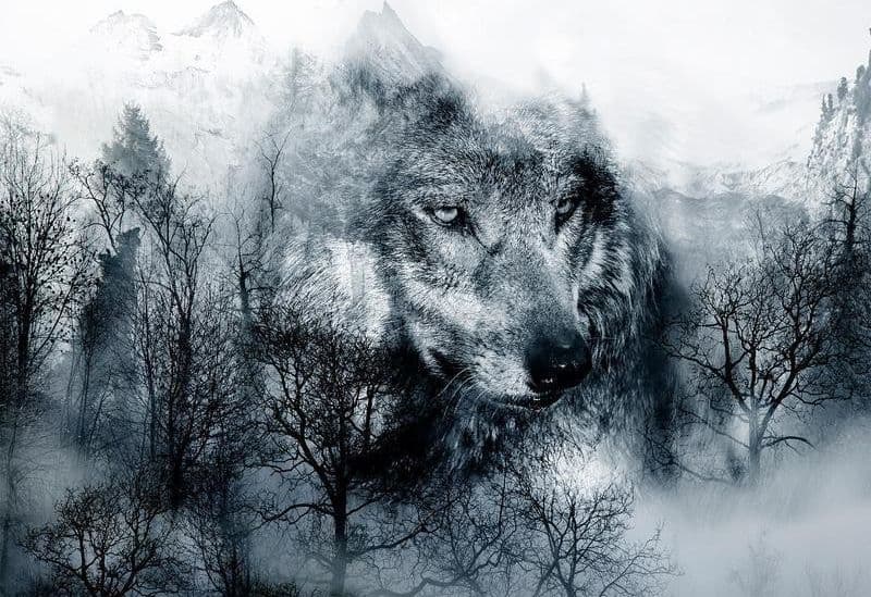 Fotomurale Mountain Predator (Black and White) in Carta da parati Collezione Casa - Trebisacce, commercioVirtuoso.it
