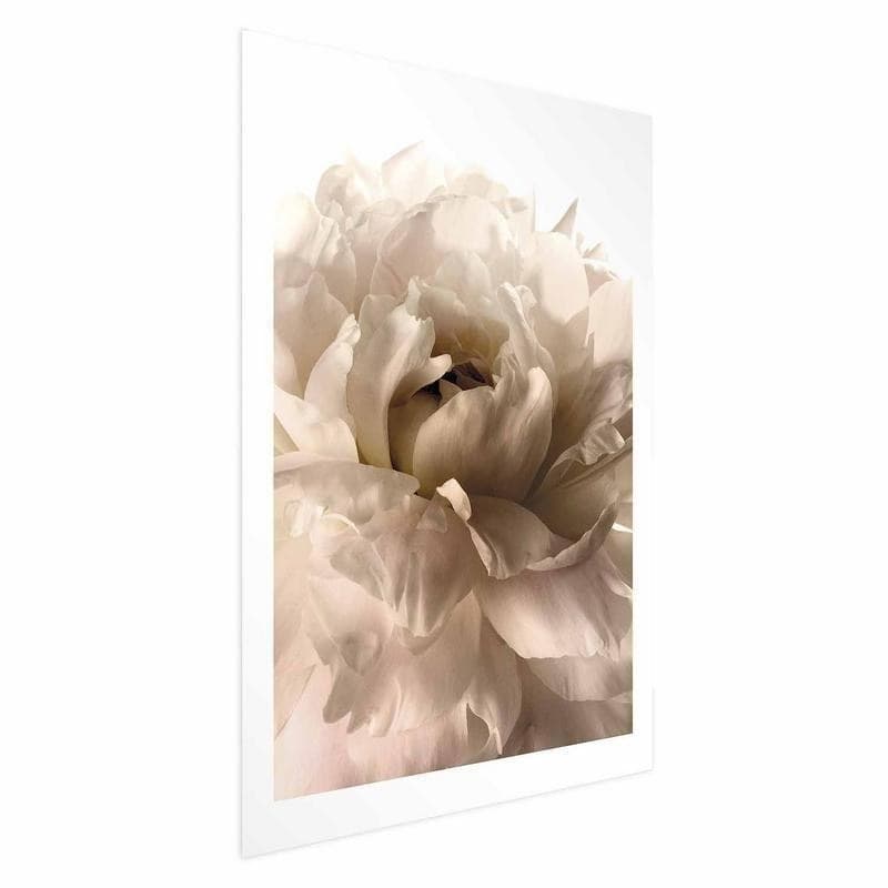 Poster - Soft Petals in Poster e stampe Collezione Casa - Trebisacce, commercioVirtuoso.it