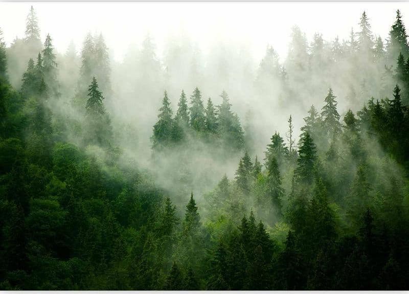 Fotomurale Mountain Forest (Green) in Carta da parati Collezione Casa - Trebisacce, commercioVirtuoso.it