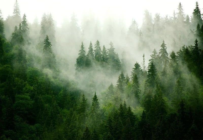 Fotomurale Mountain Forest (Green) in Carta da parati Collezione Casa - Trebisacce, commercioVirtuoso.it
