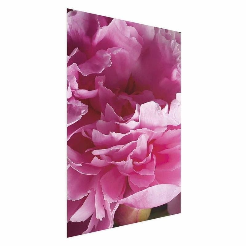 Poster - Beautiful Peonies in Poster e stampe Collezione Casa - Trebisacce, commercioVirtuoso.it