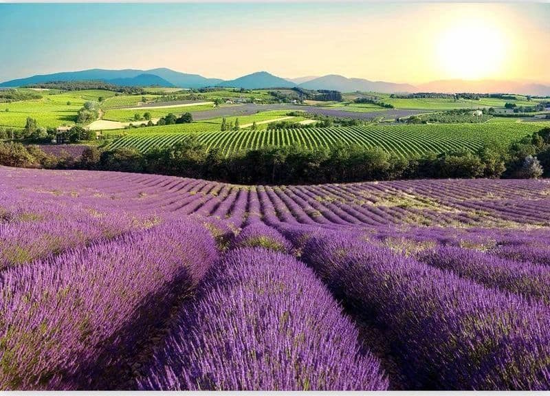 Fotomurale Lavender Field in Carta da parati Collezione Casa - Trebisacce, commercioVirtuoso.it