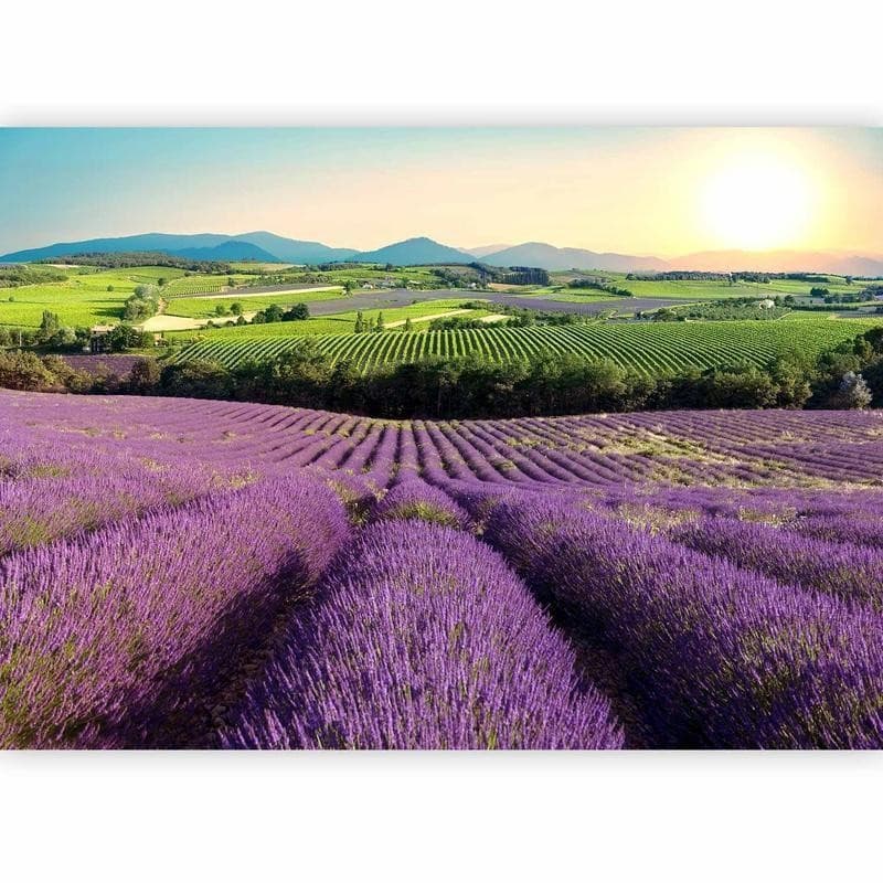 Fotomurale Lavender Field in Carta da parati Collezione Casa - Trebisacce, commercioVirtuoso.it