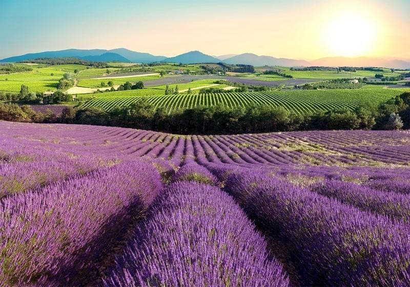 Fotomurale Lavender Field in Carta da parati Collezione Casa - Trebisacce, commercioVirtuoso.it