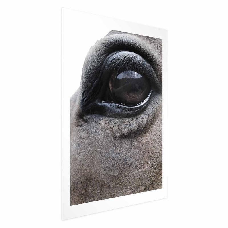 Poster - Honest Eyes in Poster e stampe Collezione Casa - Trebisacce, commercioVirtuoso.it