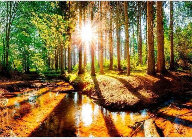 Fotomurale Marvelous Forest in Carta da parati Collezione Casa - Trebisacce, commercioVirtuoso.it